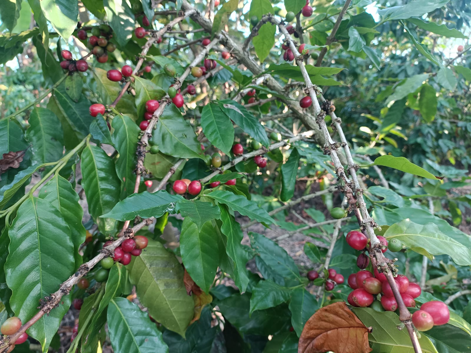 Kisah Amaq Rasip Menantang Batas Alam Di Segala Anyar